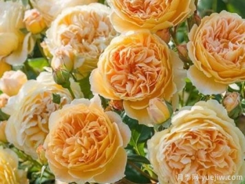 大花香水月季的养护方法，分享10种花香飘满屋