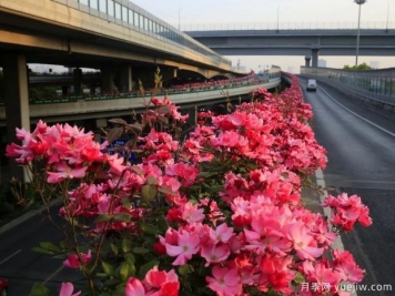 30万株新品种，杭州高架月季会带来什么样的惊喜？