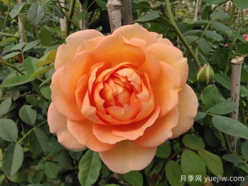 中国月季：欧洲玫瑰花的祖宗，为世界园艺做出了巨大贡献