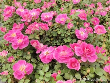 仙境盆栽月季杯苗粉色丰花，绿化工程批发