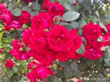 6款红色系的藤本月季品种，适合打造网红花墙