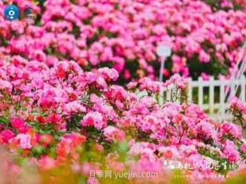 2024年第二届杭州市月季花展举办，赏500万株月季