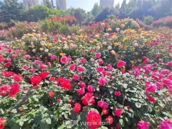 郑州月季公园40万株月季竞相绽放，感受花漾生活