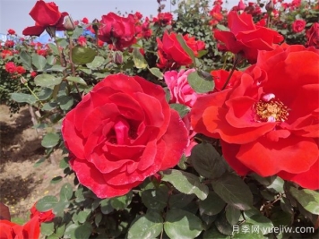 月季、玫瑰、蔷薇分别是什么？如何区别？