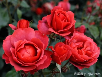 21朵玫瑰：不只是浪漫，还藏着这些深意