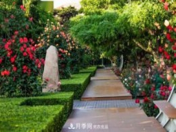 秦皇岛适合养月季花，市花和市树是什么